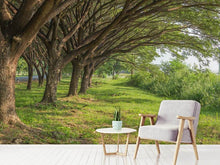 Load image into Gallery viewer, Photo Wallpaper Mature Trees
