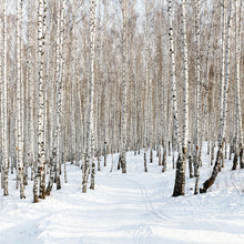 Load image into Gallery viewer, Photo Wallpaper Birch Forest Tracks In Snow