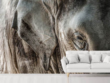 Load image into Gallery viewer, Photo Wallpaper Close Up Elephant