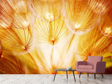 Load image into Gallery viewer, Photo Wallpaper Close Up Dandelion In Light