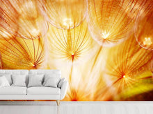 Load image into Gallery viewer, Photo Wallpaper Close Up Dandelion In Light