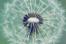 Load image into Gallery viewer, Photo Wallpaper Close Up Dandelion