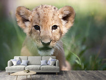 Load image into Gallery viewer, Photo Wallpaper Lion Baby