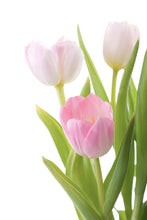 Load image into Gallery viewer, Photo Wallpaper The Tulips Trio