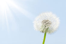 Load image into Gallery viewer, Photo Wallpaper Dandelion In Sunbeam