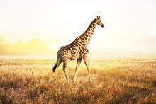 Load image into Gallery viewer, Photo Wallpaper The Giraffe