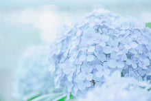 Load image into Gallery viewer, Photo Wallpaper The Hydrangea