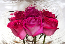 Load image into Gallery viewer, Photo Wallpaper The Rose Reflection