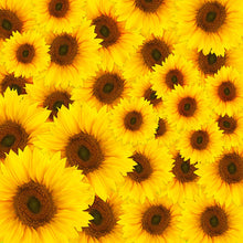 Load image into Gallery viewer, Photo Wallpaper A Bouquet Sunflower