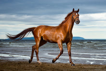 Load image into Gallery viewer, Photo Wallpaper A Thoroughbred At The Sea
