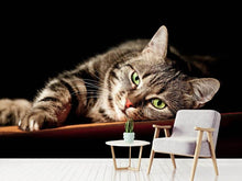 Load image into Gallery viewer, Photo Wallpaper Relaxed Cat