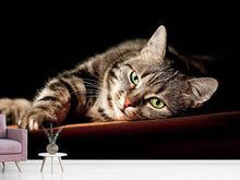 Load image into Gallery viewer, Photo Wallpaper Relaxed Cat