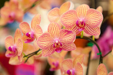 Load image into Gallery viewer, Photo Wallpaper Exotic Orchids