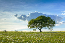 Load image into Gallery viewer, Photo Wallpaper Spring Tree