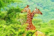 Load image into Gallery viewer, Photo Wallpaper Giraffes Love