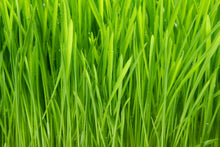 Load image into Gallery viewer, Photo Wallpaper Grass In Morning Dew