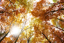 Load image into Gallery viewer, Photo Wallpaper Enlightened Autumn Trees
