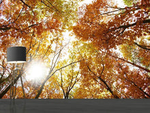 Load image into Gallery viewer, Photo Wallpaper Enlightened Autumn Trees