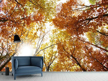 Load image into Gallery viewer, Photo Wallpaper Enlightened Autumn Trees