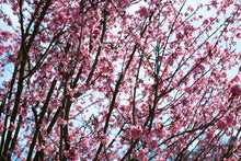 Load image into Gallery viewer, Photo Wallpaper Japanese Cherry Blossom