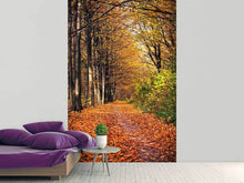 Load image into Gallery viewer, Photo Wallpaper Deciduous Forest In Autumn Light