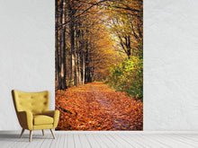 Load image into Gallery viewer, Photo Wallpaper Deciduous Forest In Autumn Light
