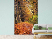 Load image into Gallery viewer, Photo Wallpaper Deciduous Forest In Autumn Light