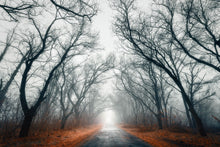 Load image into Gallery viewer, Photo Wallpaper Mysterious Mood In The Forest