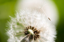 Load image into Gallery viewer, Photo Wallpaper Blowball Dandelion