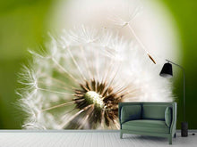 Load image into Gallery viewer, Photo Wallpaper Blowball Dandelion