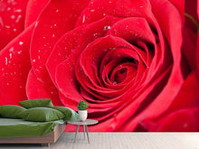 Load image into Gallery viewer, Photo Wallpaper Red Rose In Morning Dew