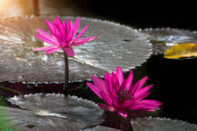 Load image into Gallery viewer, Photo Wallpaper Water Lily In The Morning Dew
