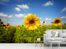 Load image into Gallery viewer, Photo Wallpaper Summer Sunflowers