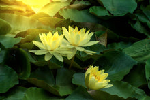 Load image into Gallery viewer, Photo Wallpaper Wild Lotus