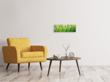 Load image into Gallery viewer, Panoramic Canvas Print Grass with morning dew XL