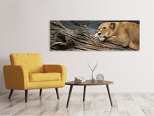 Load image into Gallery viewer, Panoramic Canvas Print Dreaming lioness