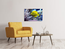 Load image into Gallery viewer, Canvas print Yellow doctor fish XL
