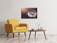 Load image into Gallery viewer, Canvas print Dandelion in the evening light