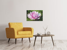 Load image into Gallery viewer, Canvas print Water lily in pink