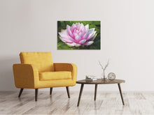 Load image into Gallery viewer, Canvas print Water lily in pink