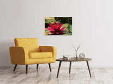 Load image into Gallery viewer, Canvas print Water lily in red