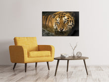 Load image into Gallery viewer, Canvas print Tiger in the water