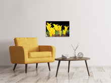 Load image into Gallery viewer, Canvas print Yellow tulips in the nature