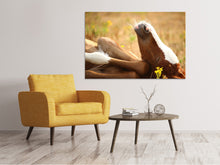 Load image into Gallery viewer, Canvas print The sleeping horse