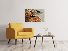 Load image into Gallery viewer, Canvas print Watchful Irish setter