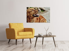 Load image into Gallery viewer, Canvas print Watchful Irish setter