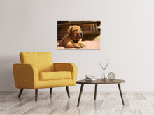 Load image into Gallery viewer, Canvas print Sad dog look