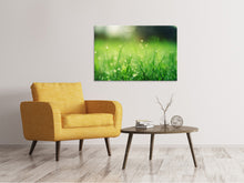 Load image into Gallery viewer, Canvas print Meadow with morning dew
