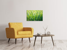 Load image into Gallery viewer, Canvas print Grass with morning dew XL