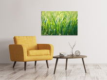 Load image into Gallery viewer, Canvas print Grass with morning dew XL